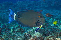Ringtail surgeonfish (Acanthurus blochii) being examined by Hawaiian cleaner wrasse (Labroides phthirophagus), Hawaii, USA, Pacific Ocean.