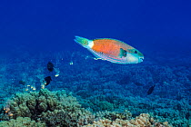 Ember parrotfish (Scarus rubroviolaceus) male defecating sand, Hawaii, USA, Pacific Ocean.