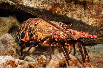 Banded spiny lobster (Panulirus marginatus) female with orange egg mass underneath tail, Hawaii, USA, Pacific Ocean. Endemic.