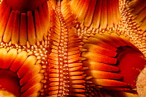 Closeup of skin of Rough-spined urchin (Chondrocidaris gigantea), Hawaii, USA, Pacific Ocean.