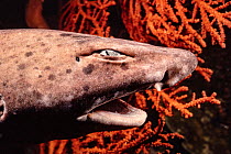 Swell shark (Cephaloscyllium sp.) after being brought up from 600 feet in a trap designed to capture nautilus, Indonesia, Pacific Ocean.