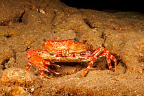 Hawaiian swimming crab (Charybdis hawaiensis)  regenerating claw after losing it, Hawaii, USA, Pacific Ocean.