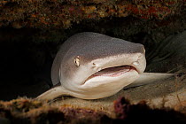 Whitetip reef shark (Triaenodon obesus) resting on seabed under reef, Hawaii, USA, Pacific Ocean. This species is one of the few reefsharks that can stop swimming and rest.