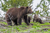 Grizzly bear (Ursus arctos) female with three cubs, portrait, Yellowstone National Park, Wyoming, USA. April.