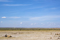 Blue wildebeest (Connochaetes taurinus) carcus lying on dry savannah with Zebras (Equus quagga) and other Wilderbeest feeding behind, after being killed by drought, Amboseli National Park, Kenya, 2023...