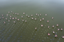 Aerial view of Lesser flamingo (Phoeniconaias minor) flock taking flight, Lake Magadi, Great Rift Valley, Kenya.