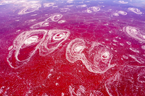 Aerial view of pink Halobacteria in Lake Magadi, Great Rift Valley, Kenya. March, 2023.