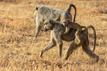 Yellow baboon (Papio cynocephalus) carrying infant on back whilst walking through savannah with troop, Tsavo East National Park, Kenya.