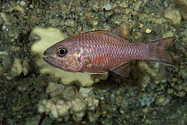 Bandfin cardinalfish (Pristiapogon taeniopterus) swimming inside lava tube, Three Room Cave, South Kona, Hawaii, USA, Pacific Ocean.