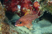 Iridescent cardinalfish (Pristiapogon kallopterus) swimming through reef, Honokohau, North Kona, Hawaii, USA, Pacific Ocean.