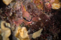 Iridescent cardinalfish (Pristiapogon kallopterus), Red Hill, South Kona, Big Island, Hawaii, USA, Pacific Ocean.