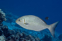 Brassy chub (Kyphosus vaigiensis) swimming over reef, Pawai Bay, North Kona, Big Island, Hawaii, USA, Pacific Ocean.
