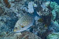 Pacific rudderfish (Kyphosus sandwicensis) partially in spotted colour phase, Pawai Bay, North Kona, Big Island, Hawaii, USA, Pacific Ocean.
