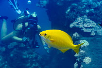 Pacific rudderfish (Kyphosus sandwicensis) in yellow colour phase, with scuba diver behind, Kawaihae, Kohala, Big Island, Hawaii, USA, Pacific Ocean.