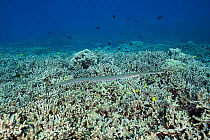 Bluespotted cornetfish (Fistularia commersonii) swimming over coral reef with Yellow tangs (Zebrasoma flavescens) and Black Triggerfish (Melichthys niger) swimming behind, Honokohau, Kona Coast, Big I...