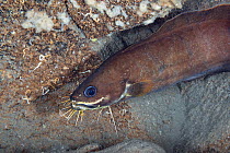Bearded cusk eel (Brotula multibarbata) resting on rock, South Kona, Big Island, Hawaii, U.S.A., Pacific Ocean.