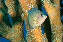 Blue-eye damselfish (Plectroglyphidodon johnstonianus) with Antler coral (Pocillopora meandrina) behind, in which it resides, Eel Cove, Kaiwi Point, Kona, Big Island, Hawaii, USA, Pacific Ocean.