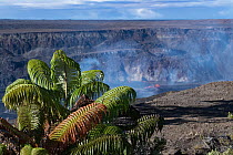 Ama'uma'u fern (Sadleria cyatheoides) growing on edge of Halemaumau Crater, with lava lake in background, Kilauea Volcano, Hawaii Volcanoes National Park, Big Island, Hawaii, USA.