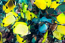 Shoal of Saddle wrasses (Thalassoma duperrey), Milletseed butterflyfish (Chaetodon miliaris) and Yellow tangs (Zebrasoma flavescens) mobbing nest of Sergeant major fish (Abudefduf sp.) and eating eggs...