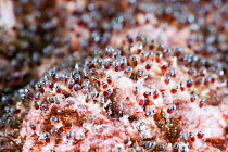 Eggs of Sergeant major fish (Abudefduf sp.) with developing fry visible, Kaiwi Point, Kona, Hawaii, USA, Pacific Ocean.