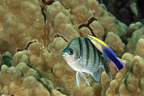 Indo-Pacific sergeant major fish (Abudefduf vaigiensis) being cleaned by Hawaiian cleaner wrasse (Labroides phthirophagus) in coral reef, Old Airport, Kailua-Kona, Hawaii, USA, Pacific Ocean.