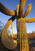 Saguaro cactus (Carnegiea gigantea), El Pinacate Biosphere Reserve, Sonoran desert, Mexico.
