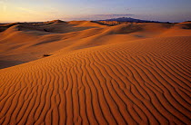 Sand dunes and Sierra El Rosario mountain range, El Pinacate Biosphere Reserve, Sonoran desert, Mexico. March.