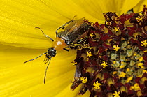 Blister beetle (Nemognatha cantharidis) on Snowy sunflower (Helianthus niveus), Sierra El Rosario mountain range, El Pinacate Biosphere Reserve, Sonoran desert, Mexico.