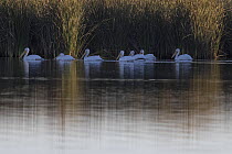 Group of American white pelicans (Pelecanus erythrorhynchos) on water close to reedbeds at dawn, Cienega de Santa Clara, Colorado River, Sonora, Mexico.