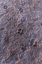 Coyote (Canis latrans) tracks in dry ground, Cienega de Santa Clara, Sonora, Mexico.