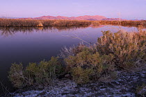 Colorado River at dawn with Sierra El Mayor de Cucapa mountain range in background, near El Indiviso, Baja California, Mexico. November, 2018.