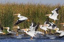 American white pelican (Pelecanus erythrorhynchos) flock taking flight, Cienega de Santa Clara, Colorado River, Sonora, Mexico.
