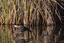 Ruddy duck (Oxyura jamaicensis) taking flight from river with reedbeds behind, Cienega de Santa Clara, Colorado River, Sonora, Mexico.