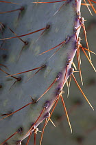 Prickly pear cacrua (Opuntia sp.) spines detail, Los Ojos Ranch, Sonora, Mexico.