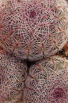 Rainbow hedgehog cactus (Echinocereus rigidissimus) close up, Los Ojos Ranch, Sonora, Mexico.