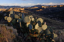 Prickly pear cactus (Opuntia sp.) in desert landscape, Los Ojos Ranch, Sonora, Mexico.