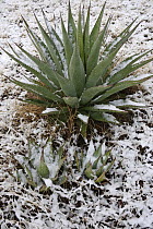 Agave (Agave sp.) plants covered in snow, Los Ojos Ranch, Sonora, Mexico.