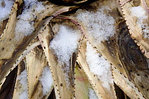 Dead Agave (Agave sp.) leaf covered in snow, Los Ojos Ranch, Sonora, Mexico.