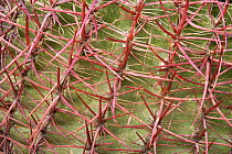 California barrel cactus (Ferocactus cylindraceus) spine detail, El Pinacate Biosphere Reserve, Sonoran desert, Mexico.