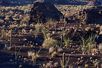 Ocotillo (Fouquieria splendens), Teddy-bear cholla (Cylindropuntia bigelovii) and Saguaro cactus (Carnegiea gigantea) in volcanic ash field, El Pinacate Biosphere Reserve, Sonoran desert, Mexico.