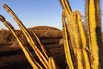 Senita cactus (Lophocereus schottii) in evening sunlight with El Colorado volcano in background, El Pinacate Biosphere Reserve, Sonoran desert, northwest Mexico.
