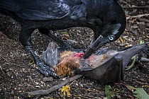 Australian raven (Corvus coronoides) feeding on the remains of a young Grey-headed flying-fox (Pteropus poliocephalus) carcass, that died during a cold weather event, Yarra Bend Park, Kew, Victoria, A...