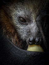 Grey-headed flying-fox (Pteropus poliocephalus) female orphaned infant, aged 6 weeks, sucking on a pacifier, being held by a rescuer whose reflection can be seen in the pups eye. Microbats of Melbourn...