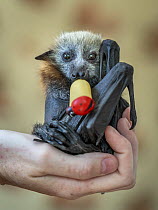 Grey-headed flying-fox (Pteropus poliocephalus) female orphaned infant, aged 6 weeks, sitting in the palm of her carers hand, sucking on a pacifier, Microbats of Melbourne, Templestowe, Victoria, Aust...