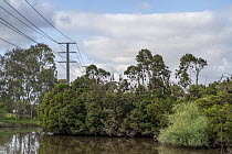 Grey-headed flying-fox (Pteropus poliocephalus) colony roosting in trees along river with overhead power lines close by, Myuna Wetlands, Doveton, Victoria, Australia.