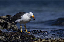 Pacific gull (Larus pacificus) feeding on a mussel on intertidal rocks, Port Philip Bay, Sandringham, Victoria, Australia.