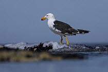 Pacific gull (Larus pacificus) portrait, Port Philip Bay, Sandringham, Victoria, Australia.