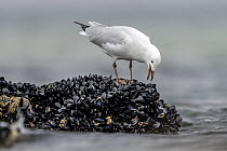 Silver gull (Chroicocephalus novaehollandiae) juvenile, feeding on mussels on intertidal rocks, Port Philip Bay, Sandringham, Victoria, Australia.
