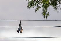 Dead Grey-headed flying-fox (Pteropus poliocephalus) female, killed by electrocution, hanging on a suburban overhead power line, Elsternwick, Victoria, Australia.