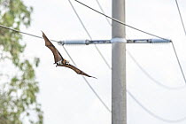 Grey-headed flying-fox (Pteropus poliocephalus) flying past power lines, Myuna Wetlands, Doveton, Victoria, Australia.